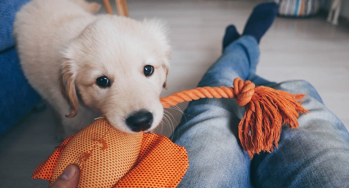 A golden retriever puppy playing with owner. 