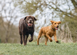 dog-puppy-running