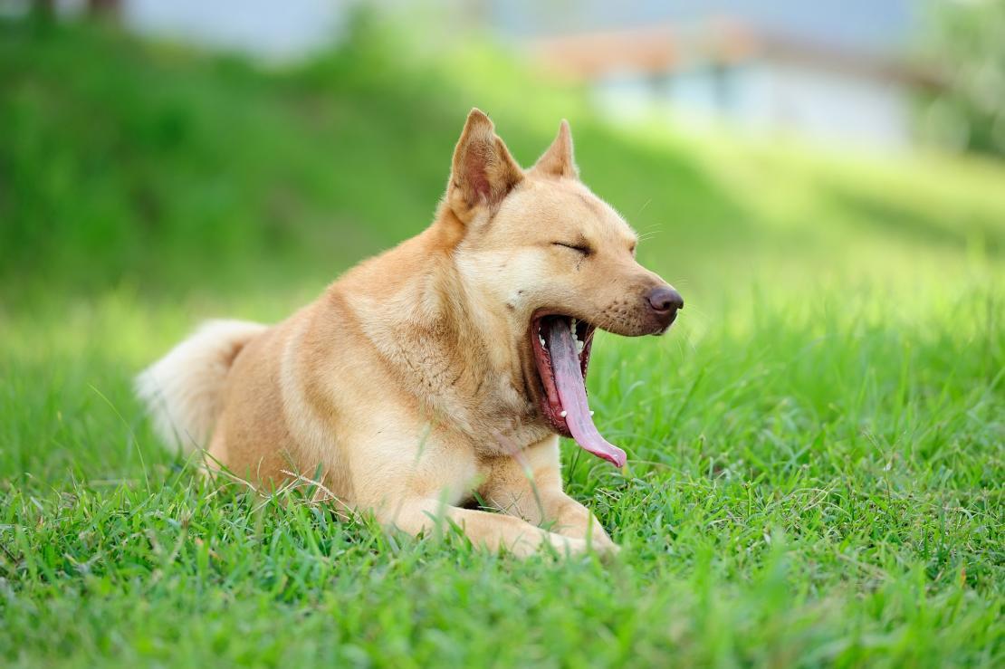 Foto van een gapende hond in het gras