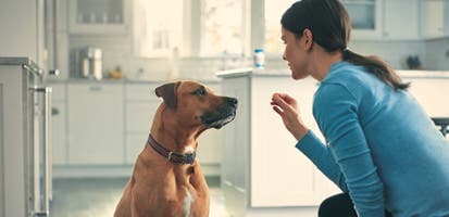 puppy-excited-for-chewable_0