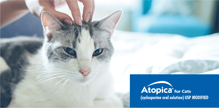 Atopica for Cats helps relieve itching so the cat can enjoy pets from its owner. 