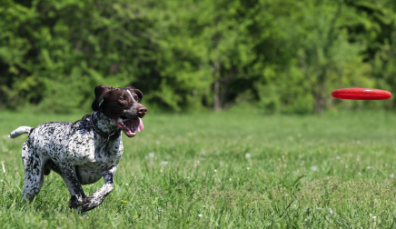 Arthritis in dogs