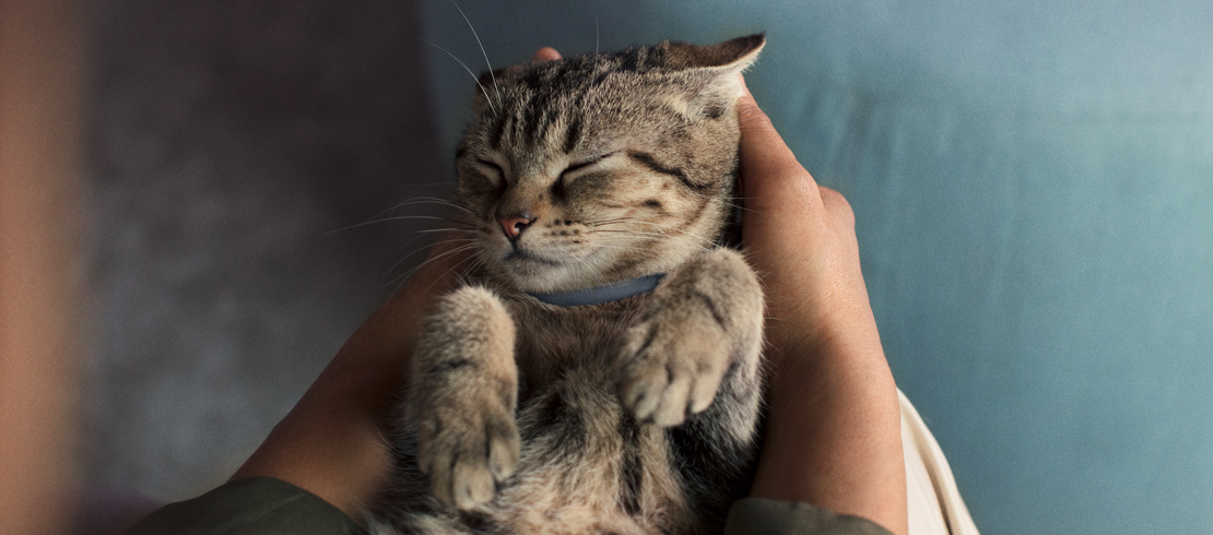 Photo d’un chat portant un collier Seresto le protégeant contre les puces et les tiques