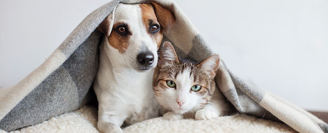Dog and cat snuggle under the blanket