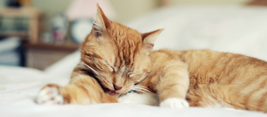 眠る猫