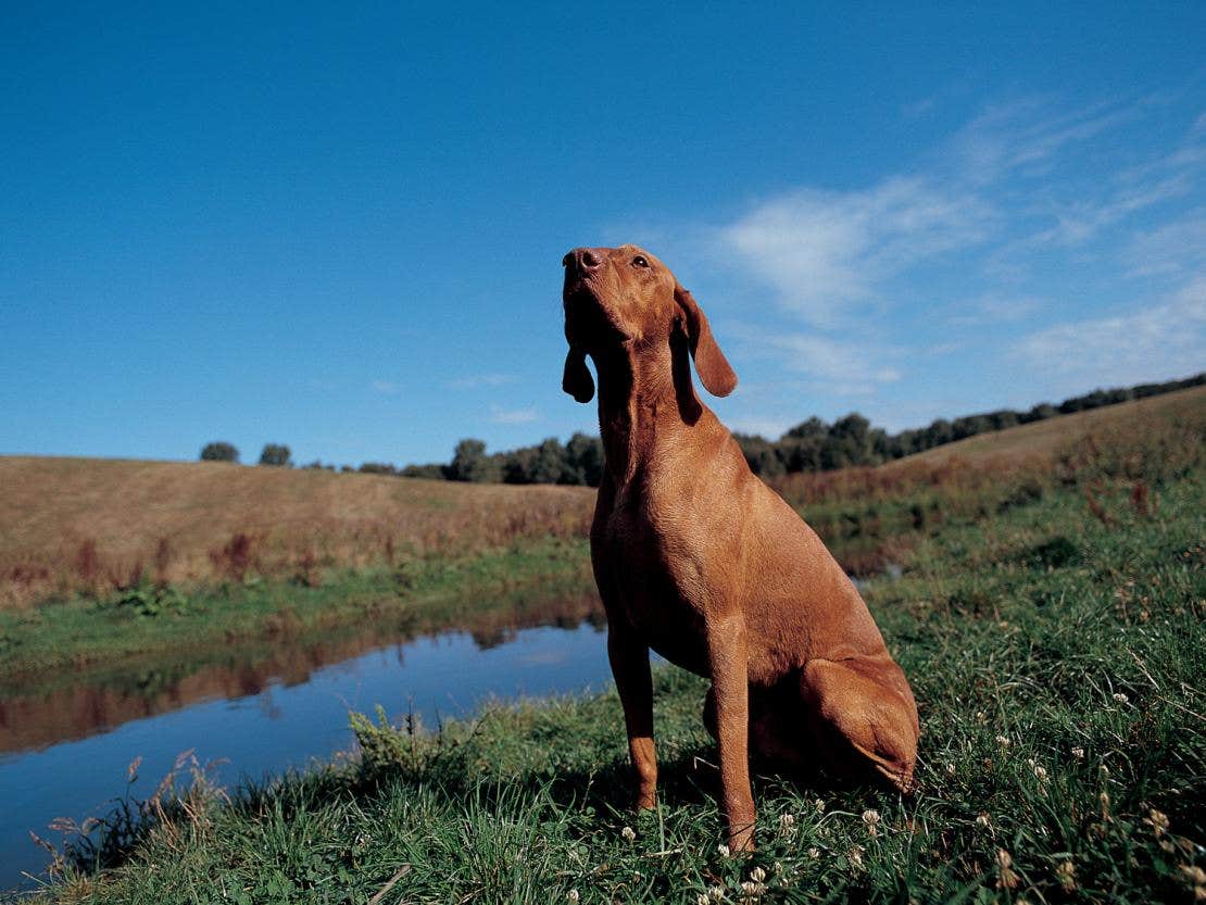 Dog sitting near river