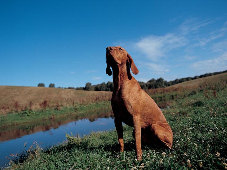 Dog sitting near river
