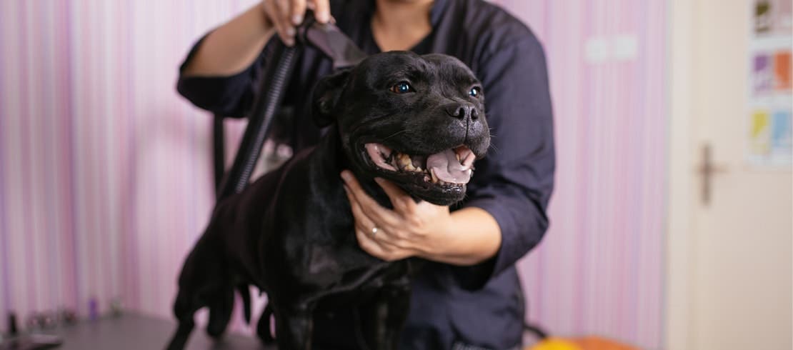 A groomer holding a black lab with its mouth wide-open and using a vacuum brush.