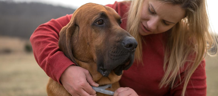 Blodhund får justeret loppe- og flåthalsbånd af ejer