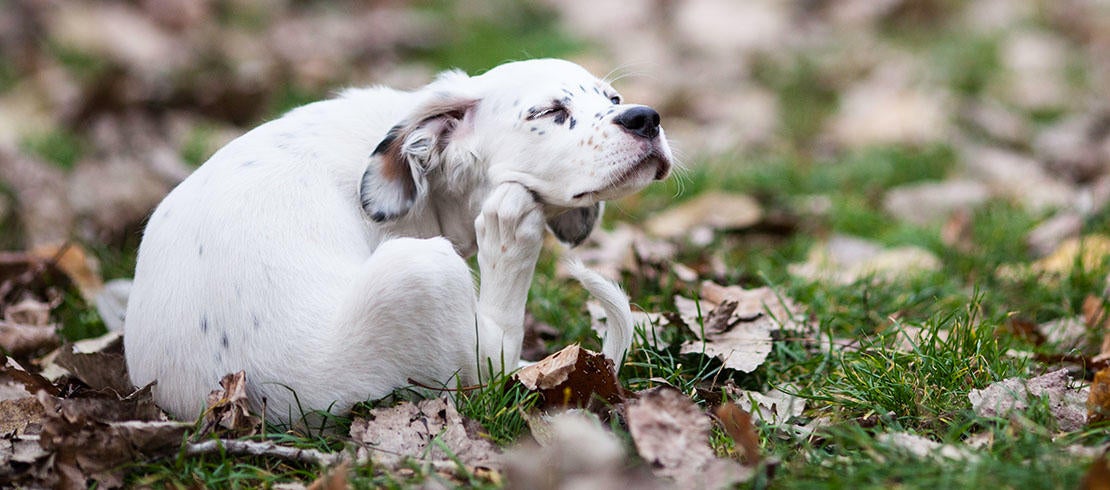 what does flea dermatitis look like on a dog