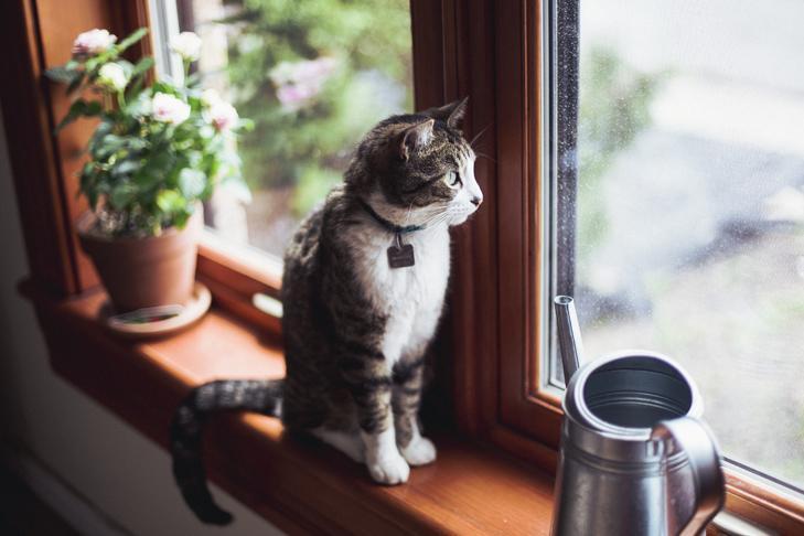 Een foto van een kat in de vensterbank