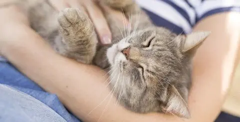 Cat cradled in human arm
