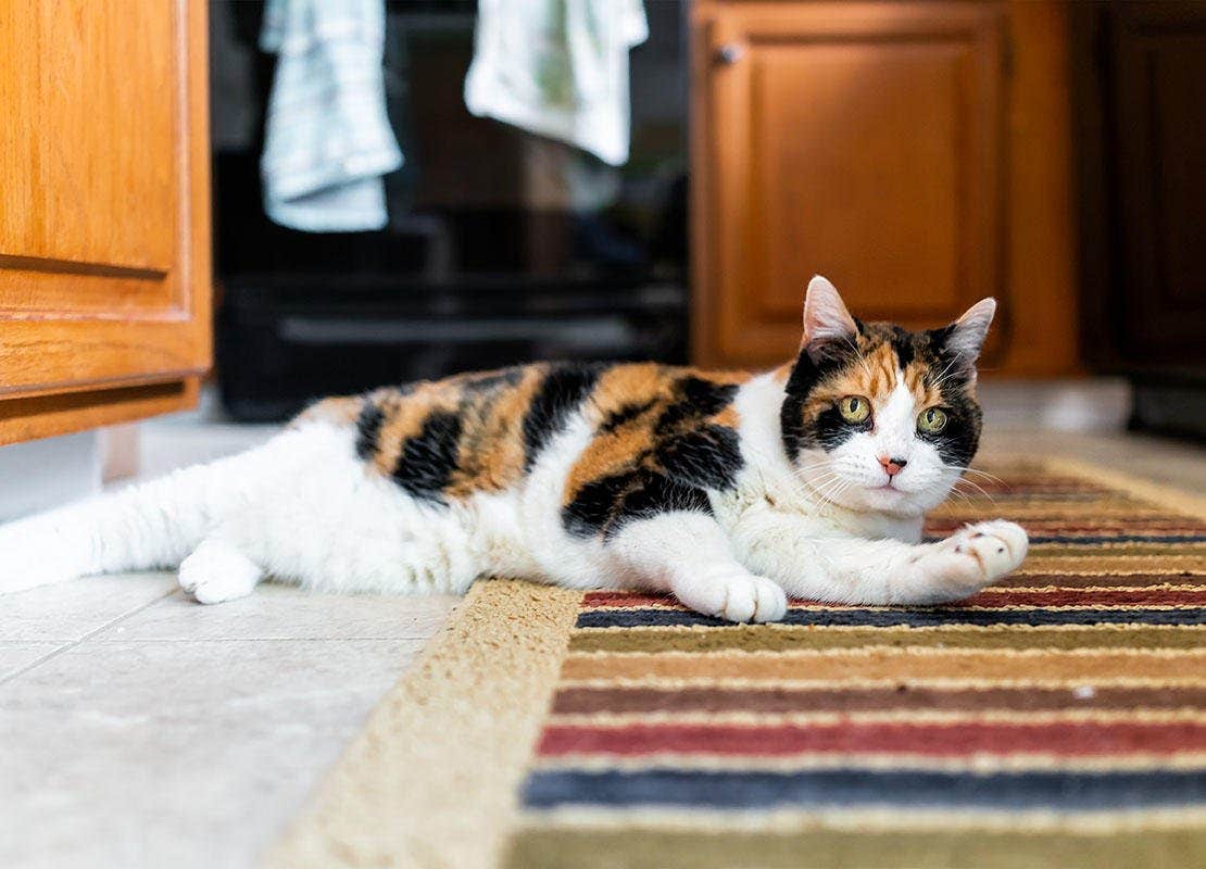 Katze mit Verhaltensstörung