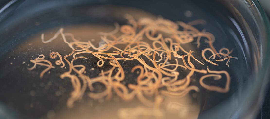 Hookworms in a petri dish