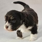 black-white-puppy-thumb