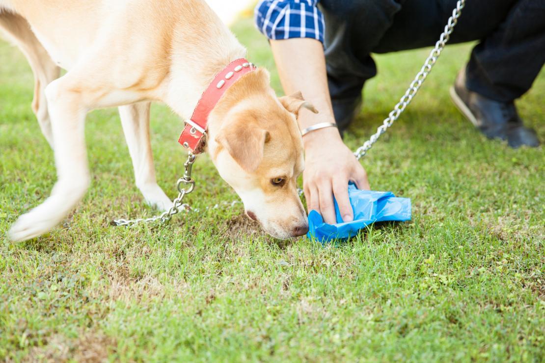 Cachorro com focinho na grama enquanto dono aplica métodos de prevenção contra vermes