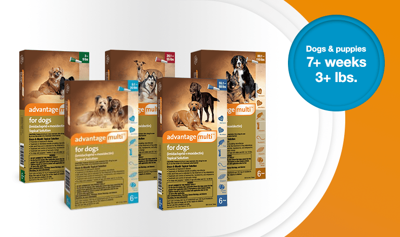 Advantage multi pack shots for dogs and puppies' sizes