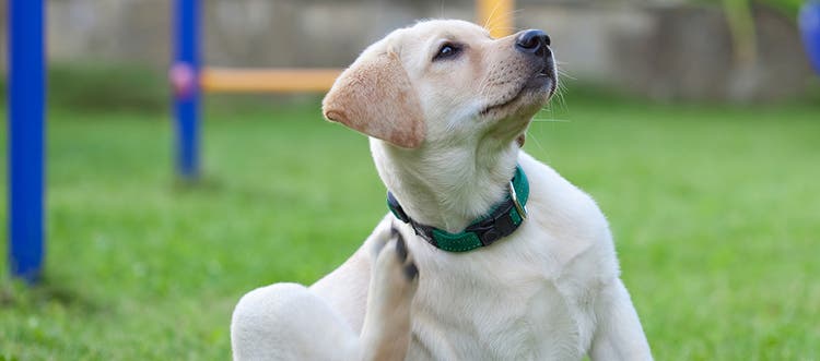 Image of a labrador scratching its neck from fleas.