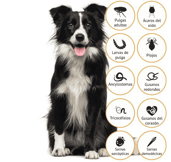 Imagen que indica que Advocate para perros provee alivio rápido contra diferentes tipos de pulgas, lombrices y otros parásitos.
