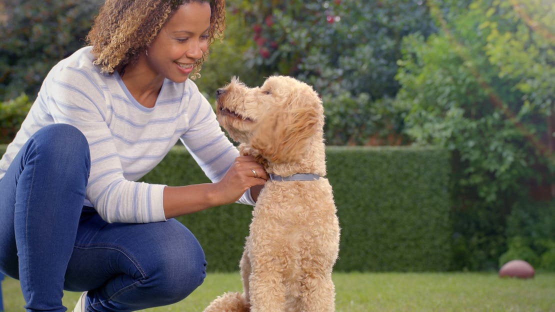Seresto Flea and Tick Control collar protects your cat or dog for 7-8 months