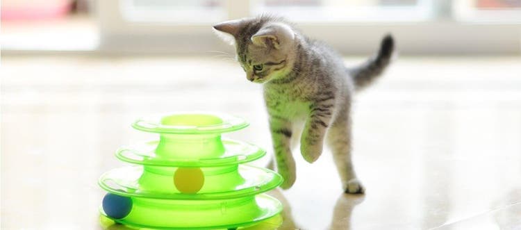  Gatito jugando con un juguete para gatos