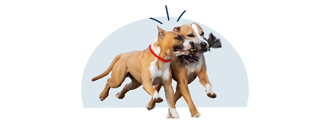 Two pit bull dogs sharing a toy.