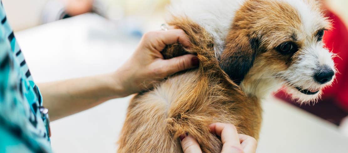A vet checking a dog for lice