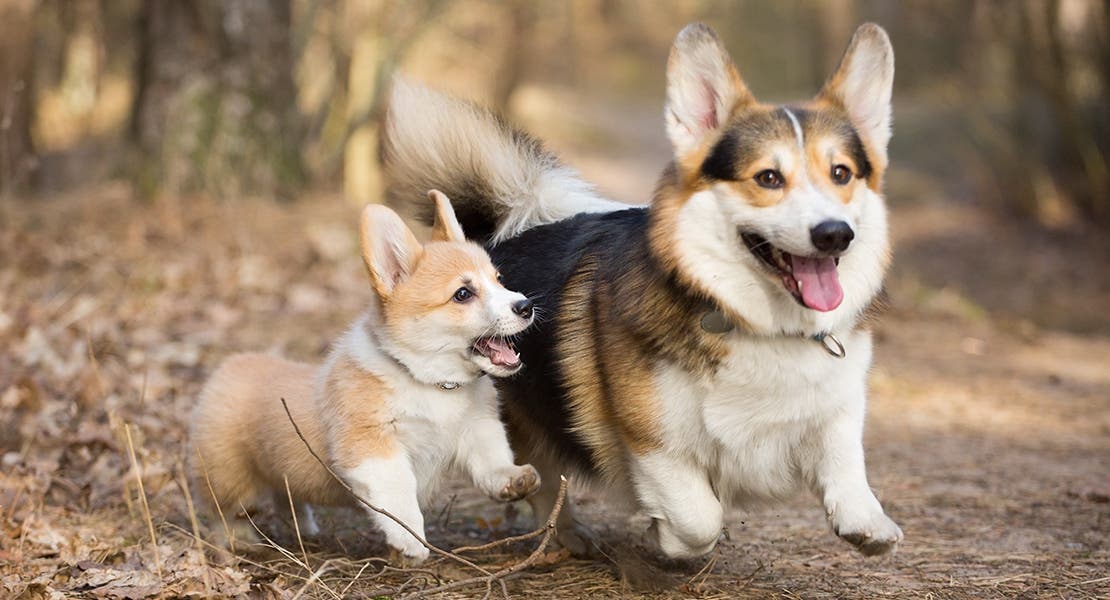 A Corgi puppy running with a grown Corgi.