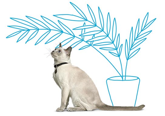 A cat by a plant