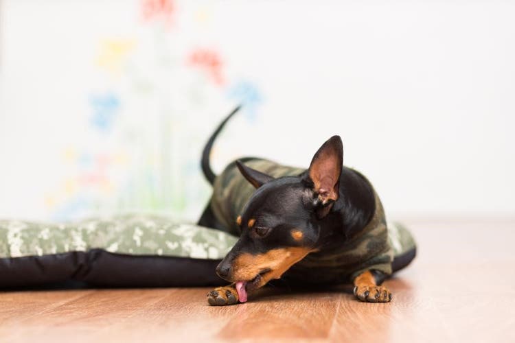 Les vers plats chez le chien