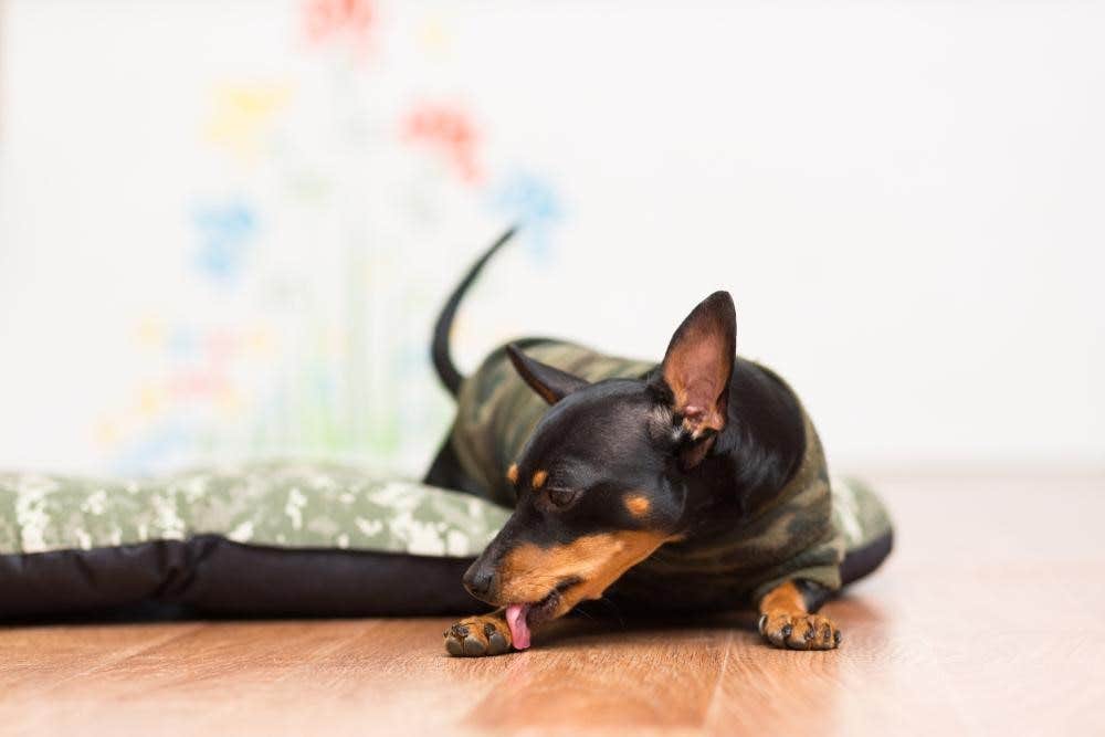 Les vers plats chez le chien