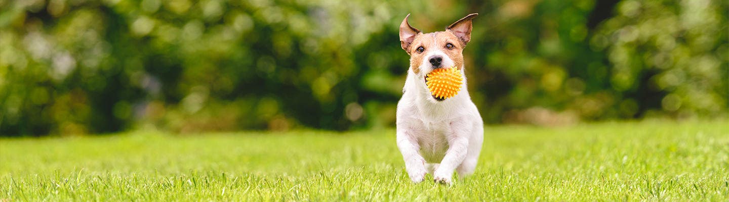 Vit hund springer med orange boll