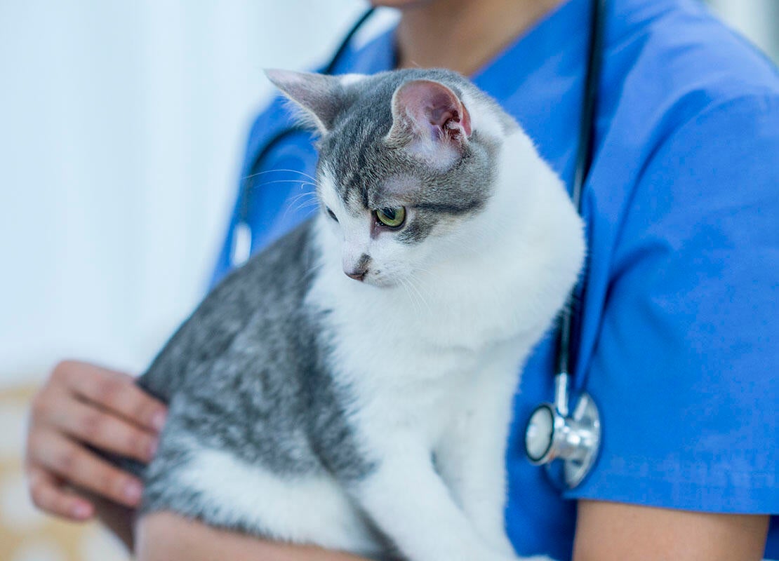 vet holding cat on a veterinary table