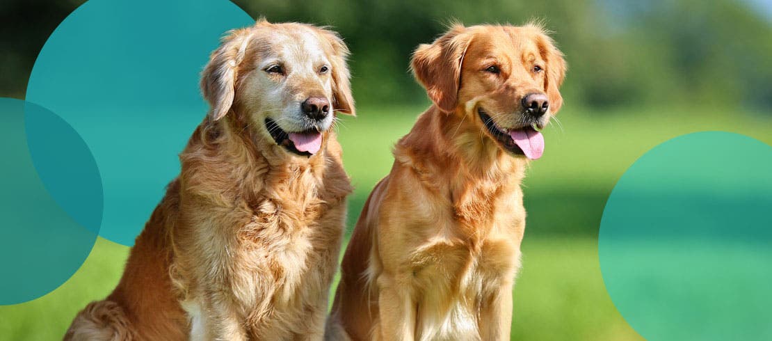 Two golden retrievers happily sitting on an open grass field. 
