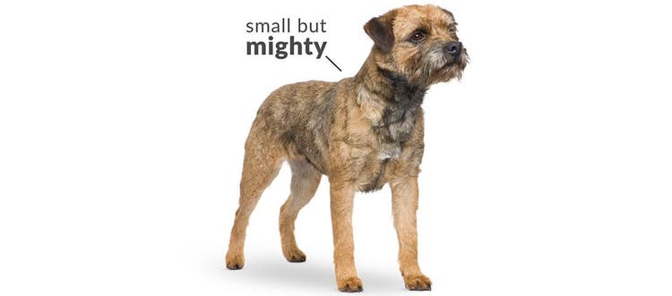 An image of the Border Terrier breed