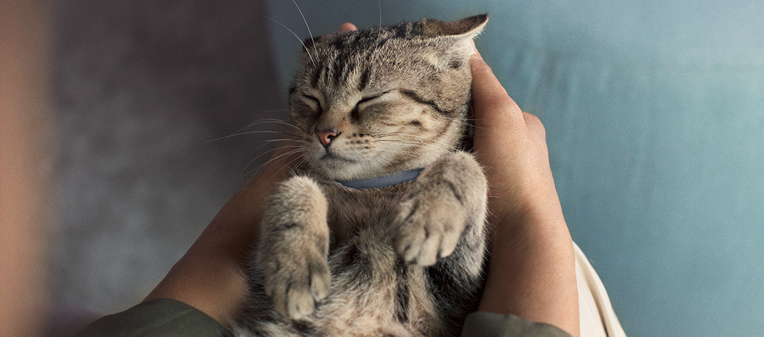 cat-wearing-a-seresto-collar-protected-from-fleas-and-ticks