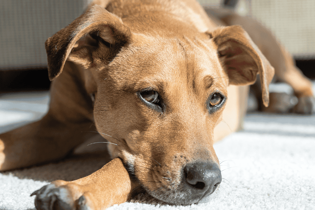 Alerta Leishmaniose. Desparasite o seu Cão 