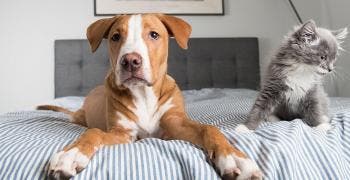 Dog and cat on the bed