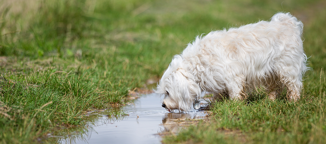 En vit hund som dricker från lerigt vatten 