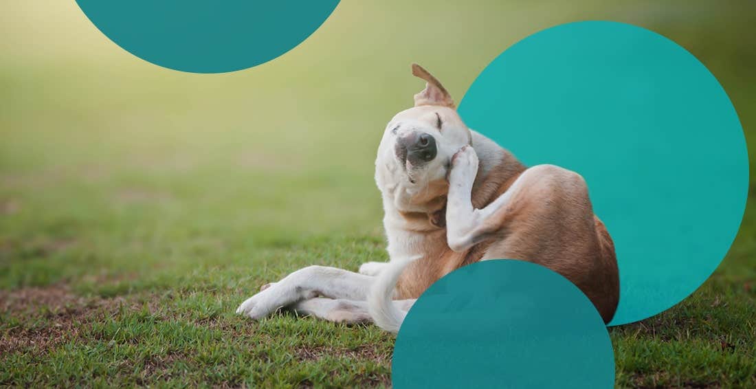 Dog sitting in grass scratching its head from skin allergies