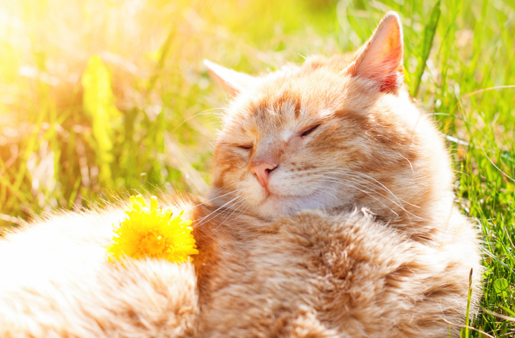 Gato tomando sol sobre el césped
