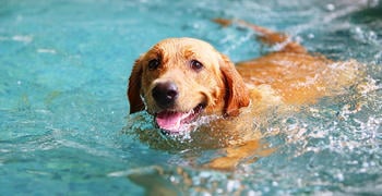 Labrador Retriever en train de nager