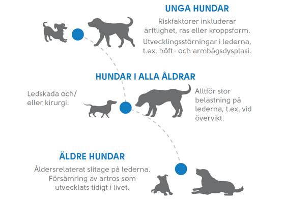 Unga hundar med artros