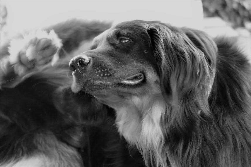  le pulci nel cane 