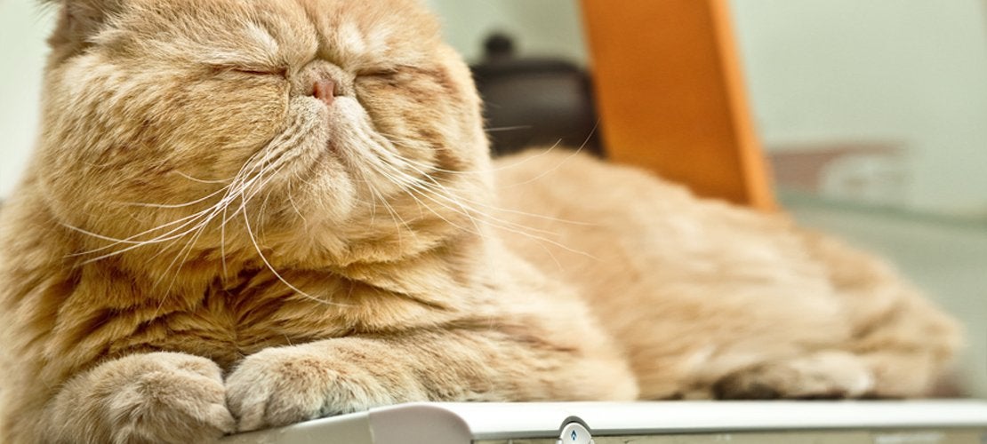 effektivt montage Gør det tungt 6 grunde til at din kat har et favorit gemmested