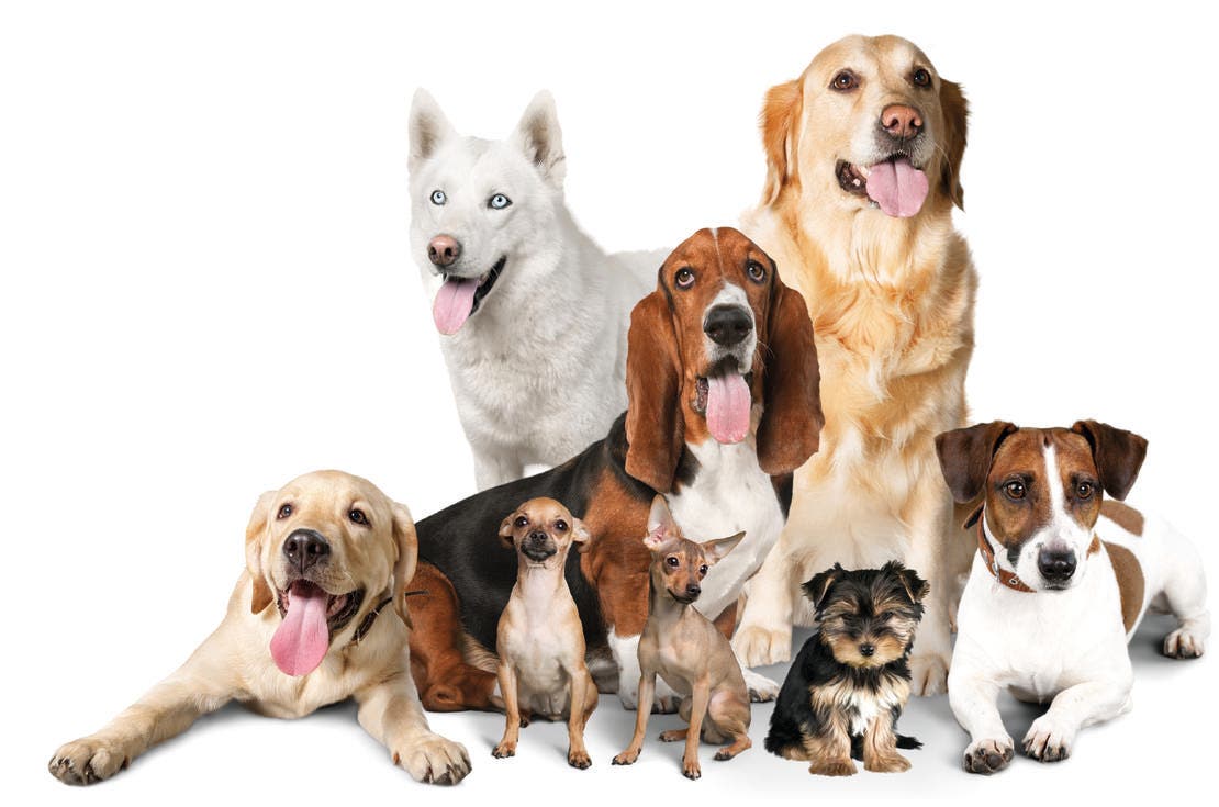 Credeli é adequado para filhotes e cães adultos: A partir de 8 semanas de idade e peso mínimo de 1,3 kg.