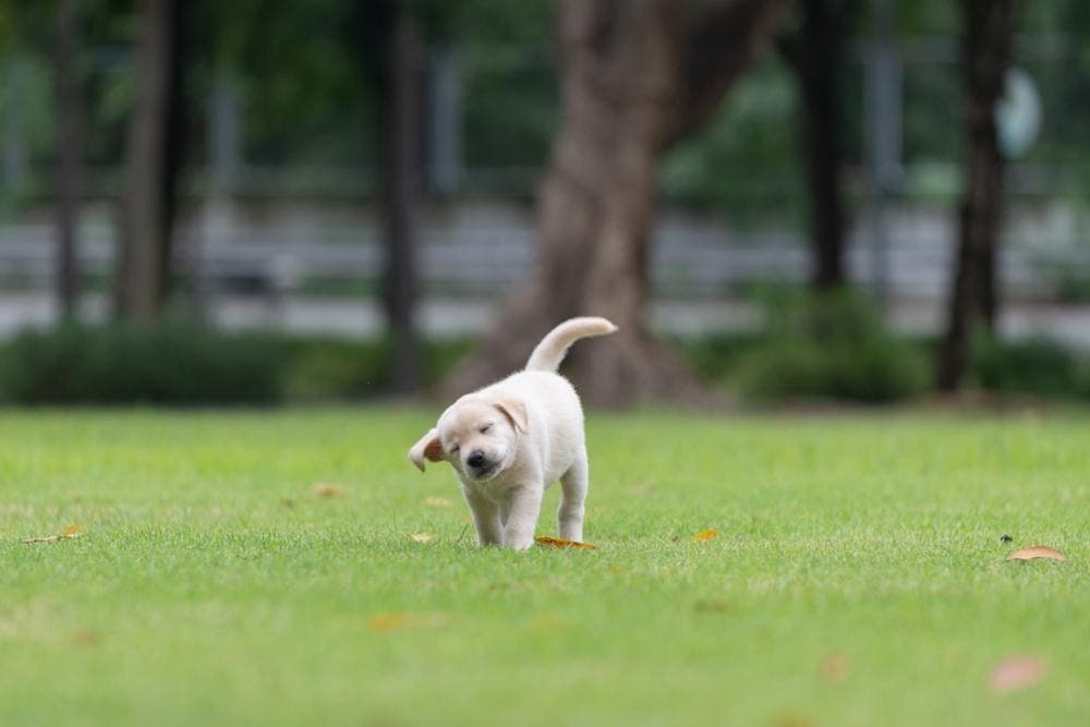 Le chien qui se secoue la tête