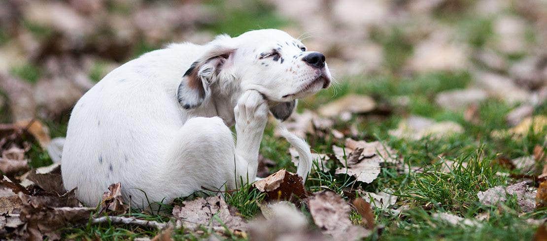 Allergie del cane