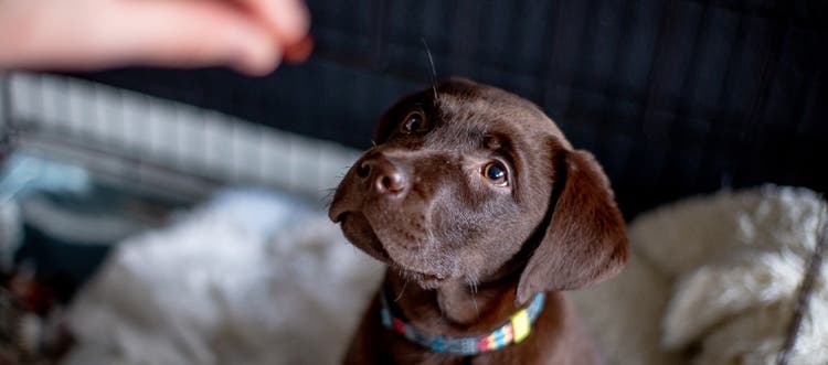 A chocolate Labrador puppy sitting for a probiotic treat. 