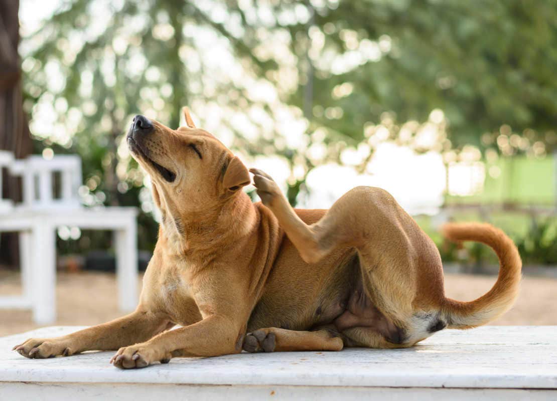 Hund sitzt auf dem Teppich und kratzt sich am Hals